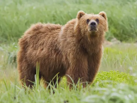 Die Serie „Bedrohte Wildtiere“