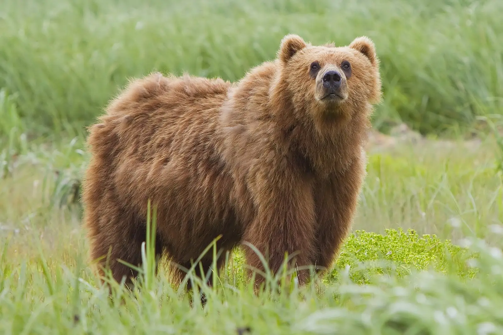 Die Serie „Bedrohte Wildtiere“